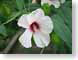 TMUhibiscus.jpg white Flora - Flower Blossoms green closeup close up macro zoom pink photography