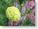 TMUhydrangea.jpg Flora - Flower Blossoms purple lavendar lavender green closeup close up macro zoom photography