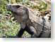 TMUiguanaPose.jpg Fauna closeup close up macro zoom photography iguana lizards reptiles animals