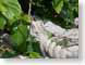 TMUleafyLunch.jpg Fauna leaves leafs green closeup close up macro zoom photography iguana lizards reptiles animals