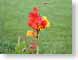 TMUnaturalCarpet.jpg Flora - Flower Blossoms grass green orange photography