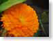 TMUorangeDaisy.jpg Flora - Flower Blossoms closeup close up macro zoom orange photography