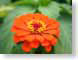 TMUorangeGerbera.jpg Flora - Flower Blossoms closeup close up macro zoom photography