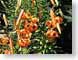 TMUorangeLillies.jpg Flora Flora - Flower Blossoms green closeup close up macro zoom photography