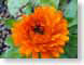 TMUorangePetals.jpg Flora - Flower Blossoms closeup close up macro zoom orange photography