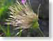 TMUpaintbrush.jpg Flora - Flower Blossoms closeup close up macro zoom photography