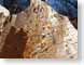 TMUpineSap.jpg Still Life Photos closeup close up macro zoom woodgrain wood grain photography