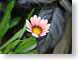 TMUpinkDaisy.jpg Flora - Flower Blossoms yellow green closeup close up macro zoom photography