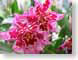 TMUpinkOrchid.jpg Flora - Flower Blossoms closeup close up macro zoom photography