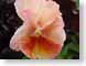 TMUpinkPetals.jpg Flora - Flower Blossoms closeup close up macro zoom photography