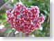 TMUpinkStars.jpg Flora - Flower Blossoms closeup close up macro zoom photography