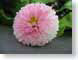 TMUpuff.jpg Flora - Flower Blossoms closeup close up macro zoom photography