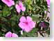 TMUpurpleFlowers.jpg Flora - Flower Blossoms green closeup close up macro zoom pink photography