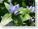 TMUpurple.jpg Flora - Flower Blossoms leaves leafs purple lavendar lavender green closeup close up macro zoom photography