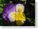 TMUpyPansy.jpg Flora - Flower Blossoms closeup close up macro zoom photography