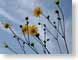 TMUreach4theSky.jpg Flora - Flower Blossoms yellow blue photography daisy daisies