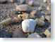 TMUrocks.jpg Still Life Photos stones rocks closeup close up macro zoom photography
