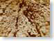 TMUsepiaTree.jpg Still Life Photos closeup close up macro zoom brown tree bark sepia tones sepiatones photography