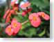 TMUsmalRedPetals.jpg Flora - Flower Blossoms green closeup close up macro zoom pink photography