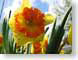 TMUspringFlower.jpg Flora - Flower Blossoms yellow closeup close up macro zoom orange photography