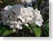 TMUwhitePink.jpg Flora - Flower Blossoms closeup close up macro zoom photography