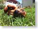 TSyoshi.jpg Fauna pets animals canine dogs animals grass closeup close up macro zoom photography dachshund