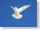 VBgull.jpg Fauna birds avian animals blue photography