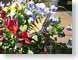 VBswallowtail.jpg Fauna Flora - Flower Blossoms butterfly moths butterflies insects closeup close up macro zoom photography