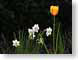 VH201004Tulip.jpg Flora - Flower Blossoms yellow tulips photography