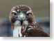 VH2redTailedHawk.jpg Fauna Portraits birds avian animals face closeup close up macro zoom photography