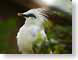 VHbaliMynah.jpg Fauna birds avian animals photography