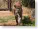 VHcougar.jpg Fauna felines cats animals photography zoo