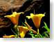 VHdayLilies.jpg Flora - Flower Blossoms yellow closeup close up macro zoom photography