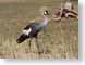 VHgreyCrownCrane.jpg Fauna birds avian animals photography