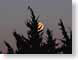 VHnightfall.jpg Sky birds avian animals trees forest woods woodlands moon silhouettes