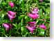 VHpenstemon.jpg Flora - Flower Blossoms purple lavendar lavender green photography