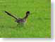 VHroadRunner.jpg Fauna birds avian animals grass green