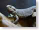 VHsleepingLizard.jpg Fauna lizards reptiles animals photography