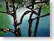 VHwaterColors.jpg Flora Landscapes - Water lakes ponds water loch photography tree branches