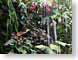VHwelcome2Jungle.jpg Flora - Flower Blossoms gardens tropical tropics photography