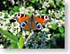 WJvRbutterfly.jpg Fauna insects bugs Flora - Flower Blossoms butterfly moths butterflies insects