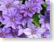WPTflowers.jpg Flora - Flower Blossoms purple lavendar lavender closeup close up macro zoom photography