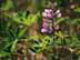 WhistlerWild.jpg Flora key lime green keylime grape purple Flora - Flower Blossoms nature leaves leafs canada