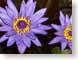 ZElotusFlowers.jpg Flora - Flower Blossoms purple lavendar lavender closeup close up macro zoom photography